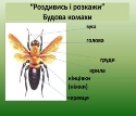 Середня група “Соняшник” | Конотопський дошкільний навчальний заклад  (ясла-садок) №4 “Сонечко” Конотопської міської ради Сумської області